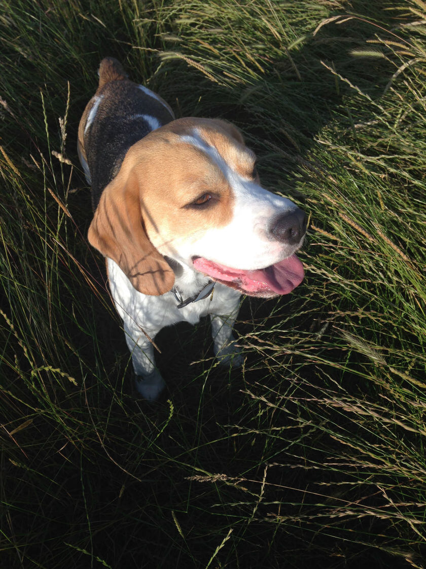 Photo of a dog named Farrell at Green Meadow Dog Day Care