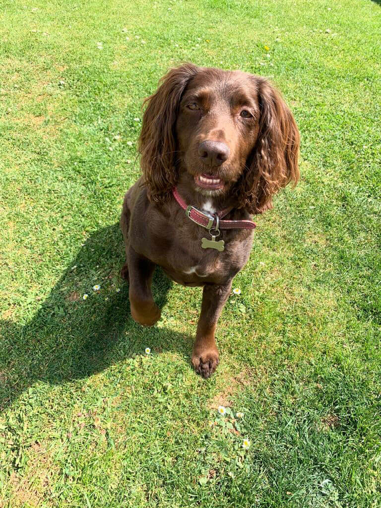 Photo of a dog named Molly at Green Meadow Dog Day Care