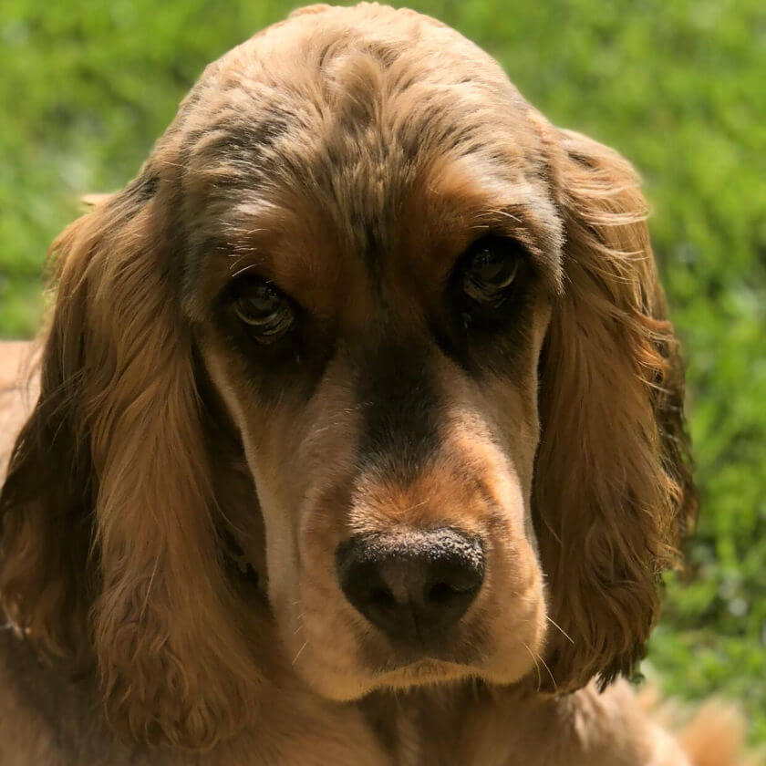 Photo of a dog named Nico at Green Meadow Dog Day Care